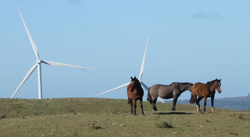 Molinos de viento