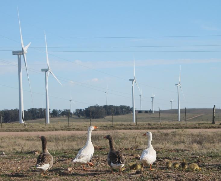 Molinos de viento